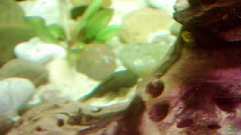 Pflanzen im Aquarium Becken 671 von Thomas Neuhaus (9)