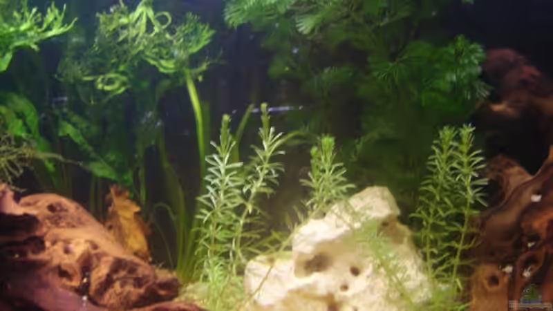 Pflanzen im Aquarium Becken 6766 von Sandra Stoffels (10)