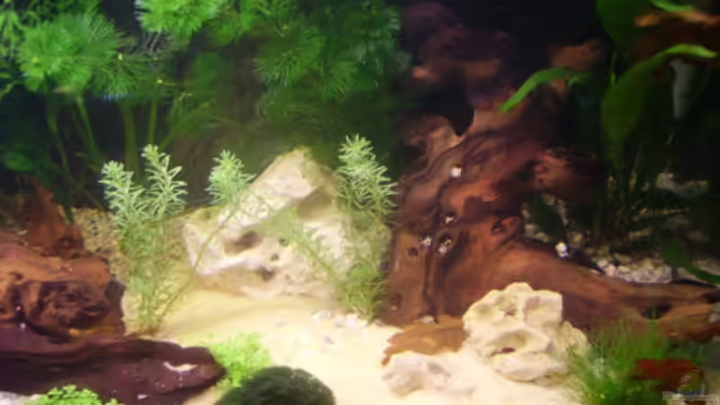 Pflanzen im Aquarium Becken 6766 von Sandra Stoffels (8)