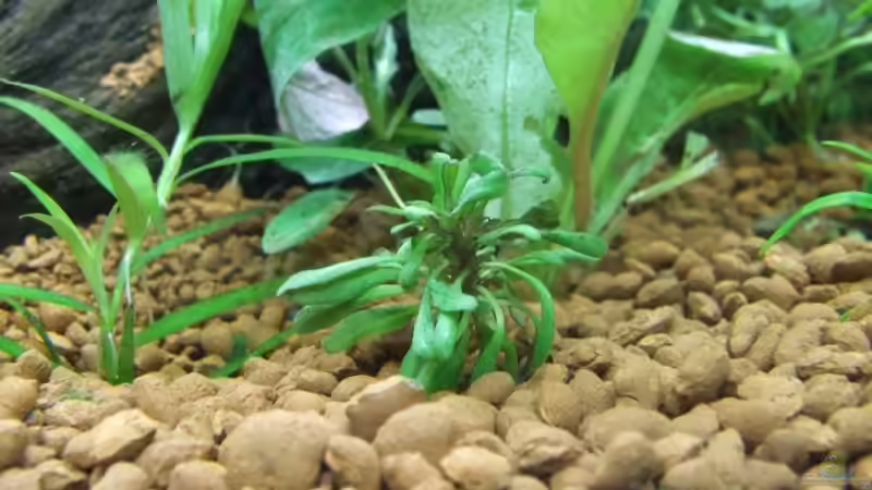 Pflanzen im Aquarium Becken 6789 von Monika Panksy (5)