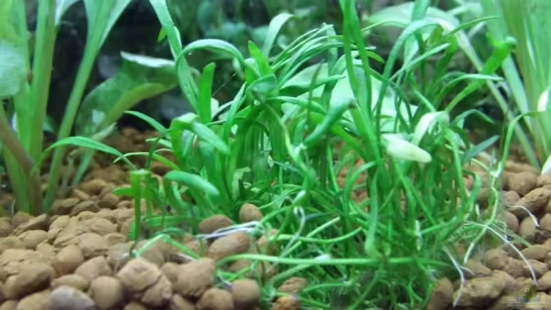 Pflanzen im Aquarium Becken 6789 von Monika Panksy (6)