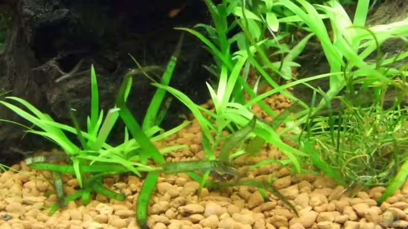 Pflanzen im Aquarium Becken 6789 von Monika Panksy (7)