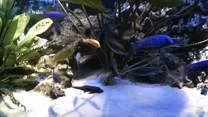 Pflanzen im Aquarium Becken 679 von Michael Meyer (6)