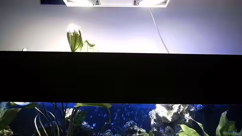 Pflanzen im Aquarium Becken 679 von Michael Meyer (7)