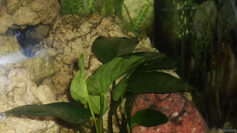 Pflanzen im Aquarium Becken 6797 von malawiwolf (6)