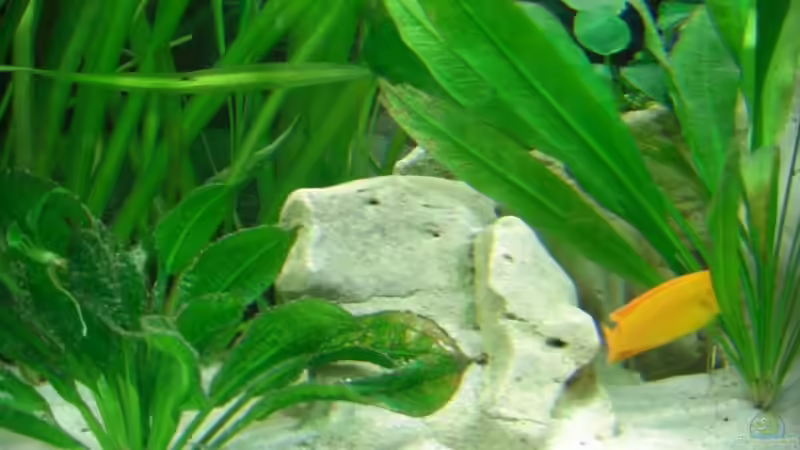Pflanzen im Aquarium Becken 6807 von Florian Glaser (7)