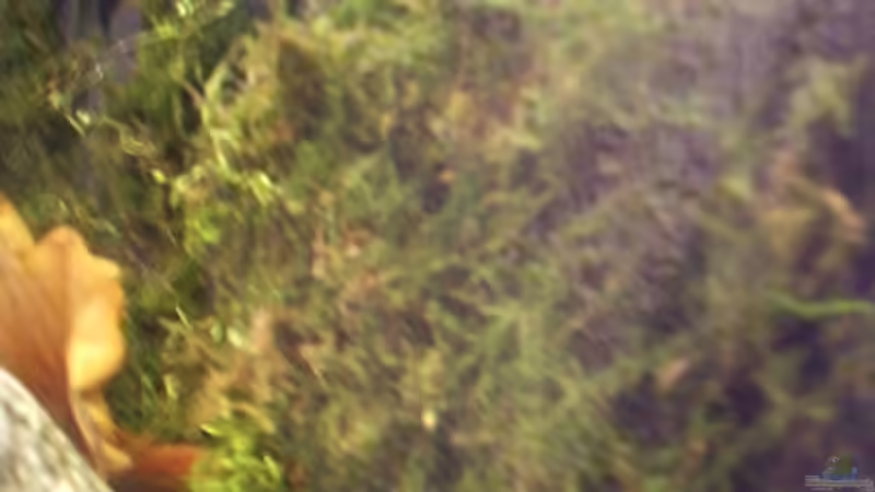 Pflanzen im Aquarium Becken 6814 von Jonas Müller2 (6)