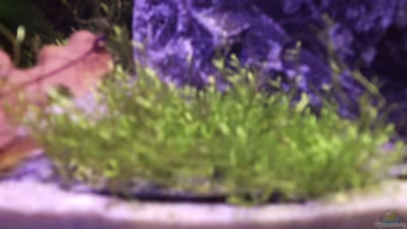 Pflanzen im Aquarium Becken 6814 von Jonas Müller2 (7)