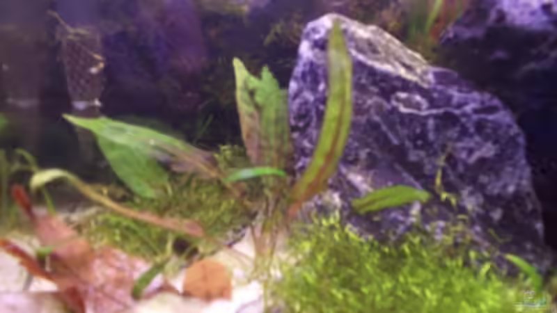 Pflanzen im Aquarium Becken 6814 von Jonas Müller2 (8)