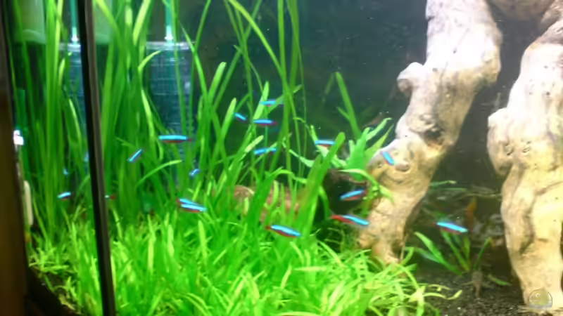 Pflanzen im Aquarium Becken 6836 von Daniel Drescher (3)