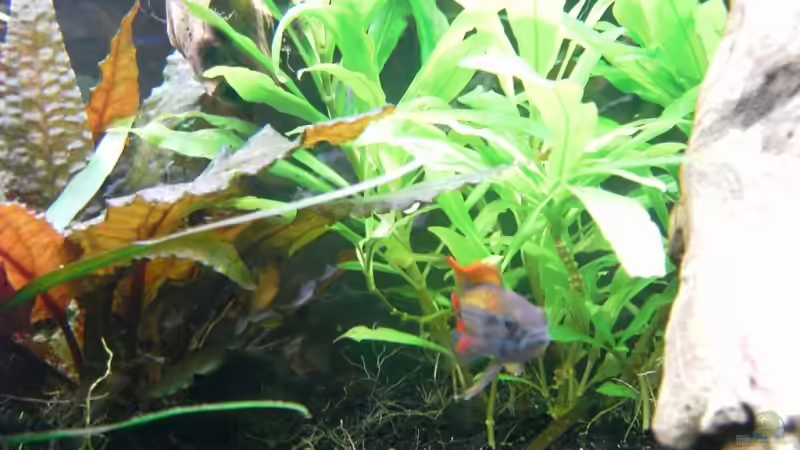 Pflanzen im Aquarium Becken 6836 von Daniel Drescher (4)