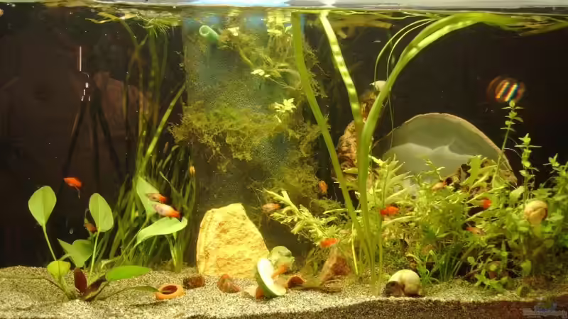 Pflanzen im Aquarium Becken 6847 von Andreas Gross (4)