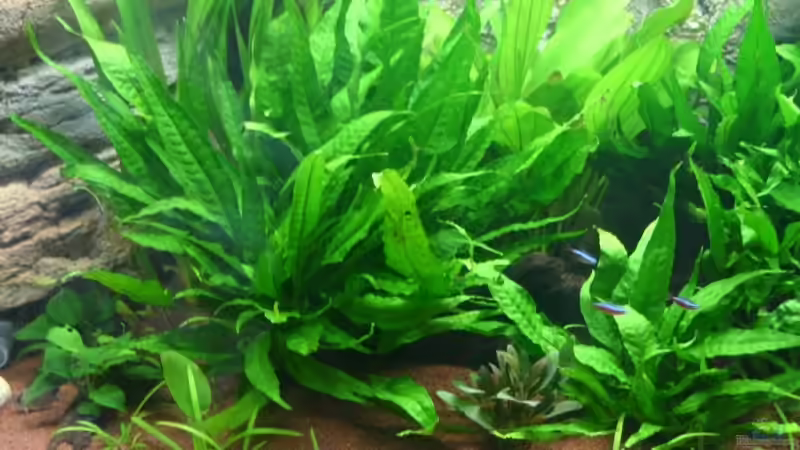 Pflanzen im Aquarium Becken 6860 von Gerd Gerok (11)