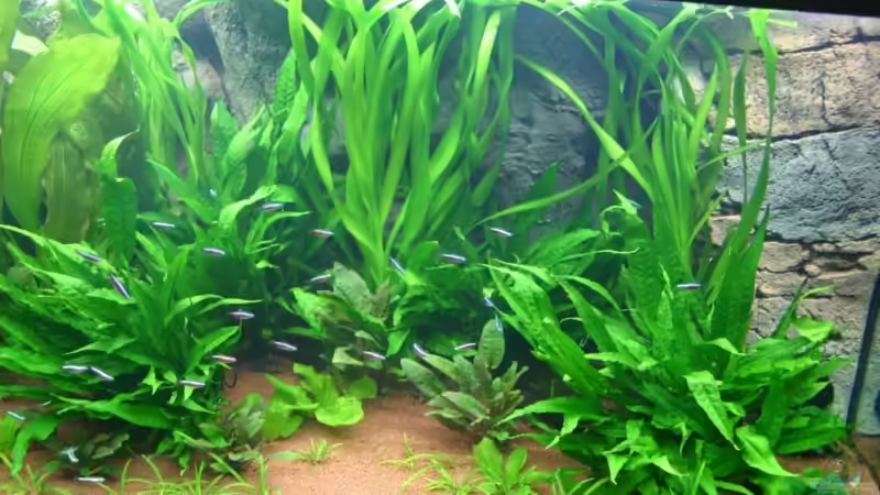 Pflanzen im Aquarium Becken 6860 von Gerd Gerok (9)