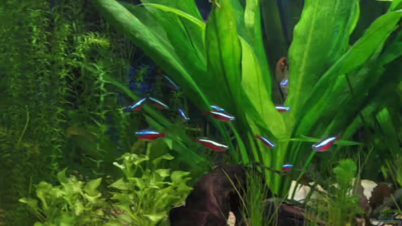 Pflanzen im Aquarium Becken 6867 von Uwe Pilger (3)