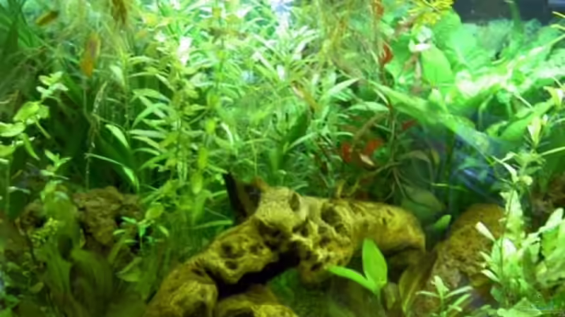 Pflanzen im Aquarium Becken 6880 von SF123 (4)