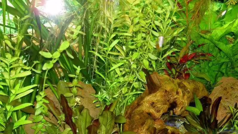 Pflanzen im Aquarium Becken 6880 von SF123 (5)