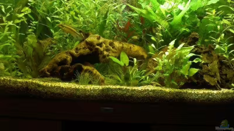 Pflanzen im Aquarium Becken 6880 von SF123 (6)