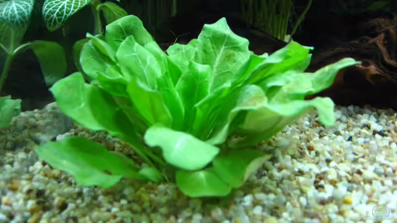 Pflanzen im Aquarium Becken 6933 von Doris77 (4)