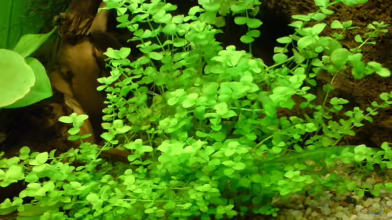 Pflanzen im Aquarium Becken 6960 von Rico (17)