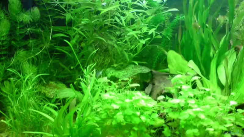 Pflanzen im Aquarium Becken 6960 von Rico (18)
