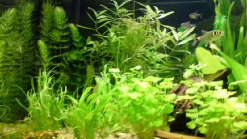 Pflanzen im Aquarium Becken 6960 von Rico (8)