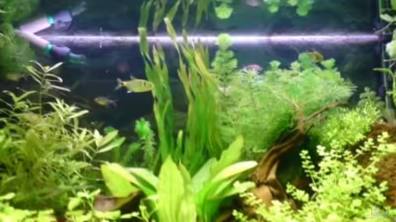 Pflanzen im Aquarium Becken 6960 von Rico (9)