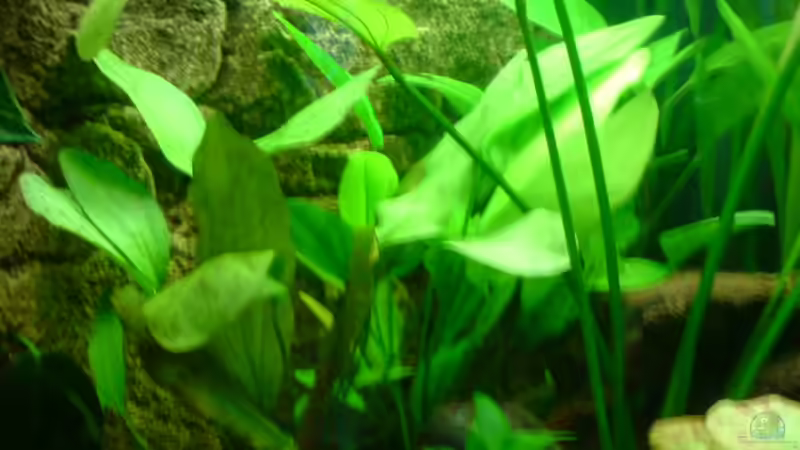 Pflanzen im Aquarium Becken 6962 von Sebastian Jänsch (7)