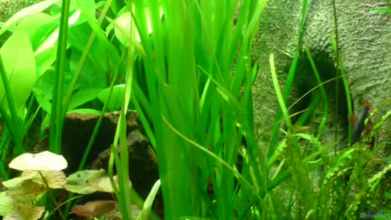 Pflanzen im Aquarium Becken 6962 von Sebastian Jänsch (9)