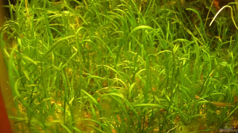 Pflanzen im Aquarium Becken 6963 von Stinnes (9)
