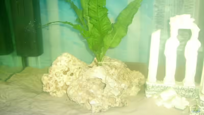 Pflanzen im Aquarium Becken 697 von Bettina Reinschlüssel (2)