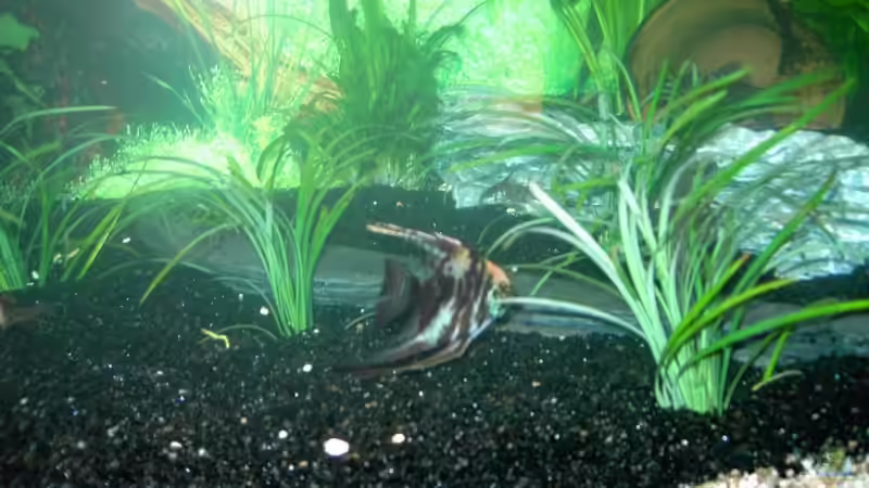 Pflanzen im Aquarium Becken 6973 von bjoern21x (6)