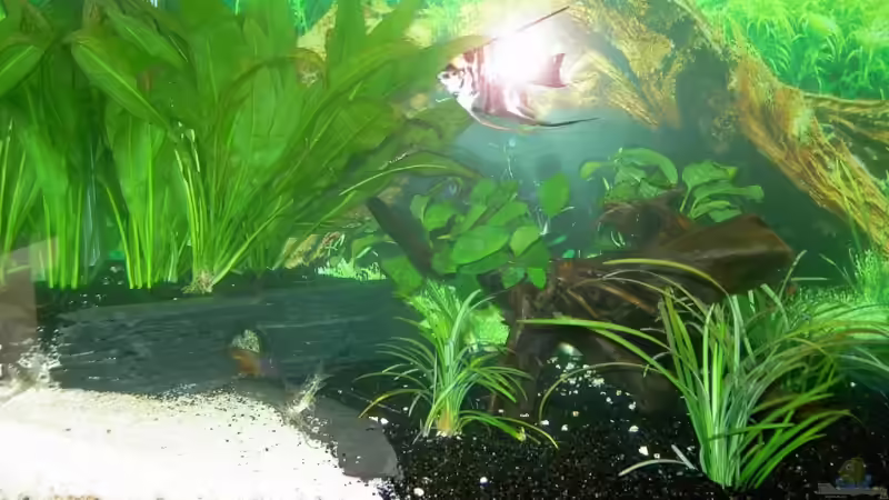 Pflanzen im Aquarium Becken 6973 von bjoern21x (7)