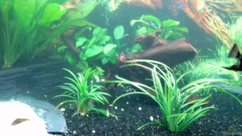 Pflanzen im Aquarium Becken 6973 von bjoern21x (8)
