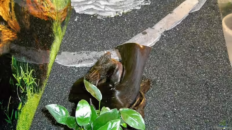 Pflanzen im Aquarium Becken 6973 von bjoern21x (9)