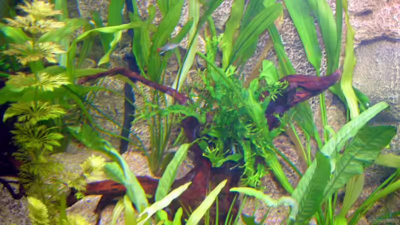 Pflanzen im Aquarium Becken 6988 von Gerhard Kittel (4)