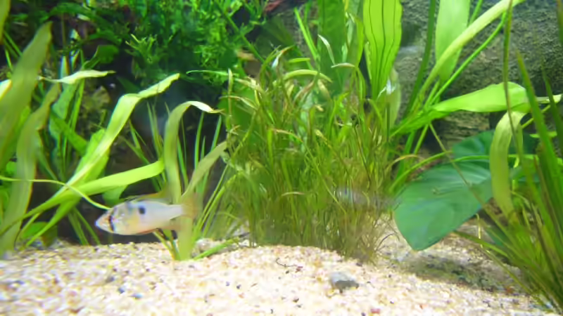 Pflanzen im Aquarium Becken 6988 von Gerhard Kittel (5)