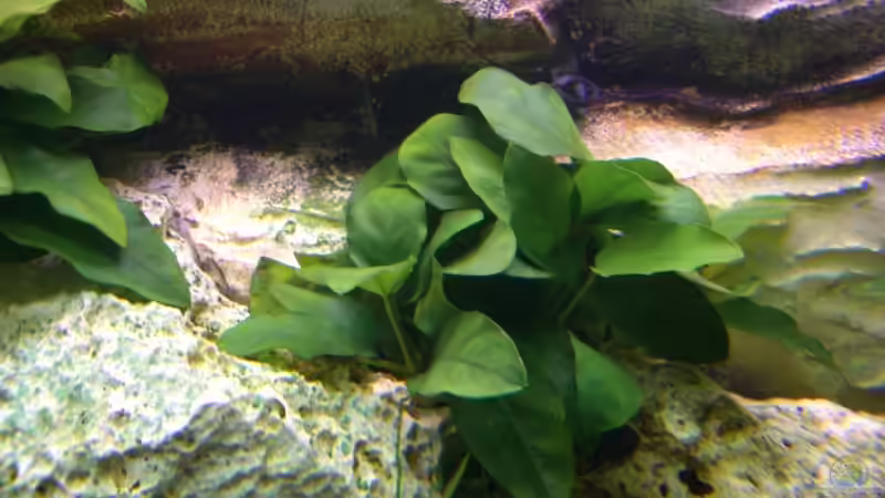 Pflanzen im Aquarium Becken 7007 von hundetatwaffe (4)