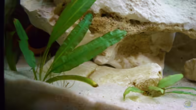 Pflanzen im Aquarium Becken 7007 von hundetatwaffe (5)