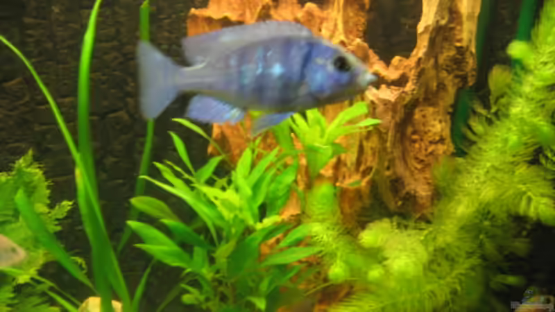 Pflanzen im Aquarium Becken 702 von Vicky Gröbl (10)