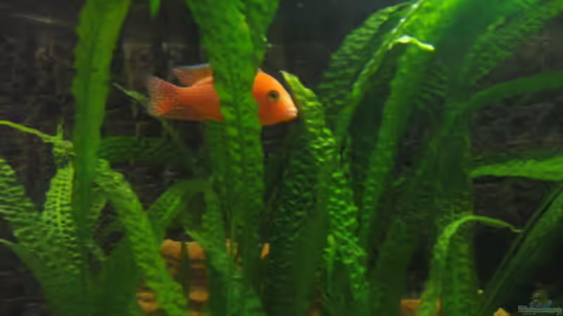 Pflanzen im Aquarium Becken 702 von Vicky Gröbl (9)