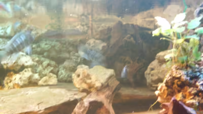 Pflanzen im Aquarium Becken 705 von Dirk Abelshausen (9)