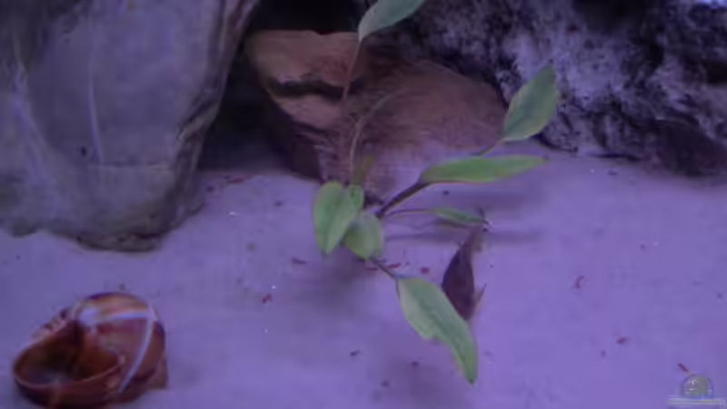 Pflanzen im Aquarium Becken 7068 von André Hermanns (3)