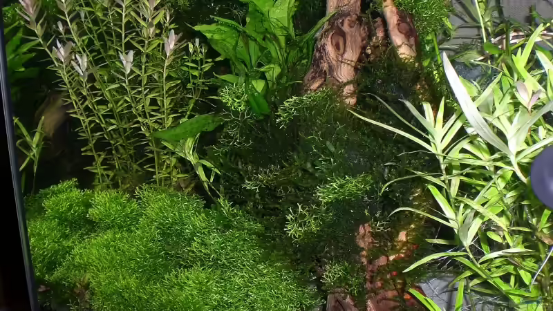 Pflanzen im Aquarium Becken 7074 von Katzenmutti (3)