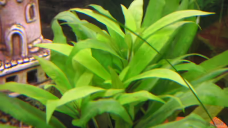 Pflanzen im Aquarium Becken 7103 von Sascha Ernst (2)