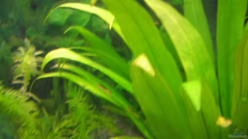 Pflanzen im Aquarium Becken 7103 von Sascha Ernst (3)