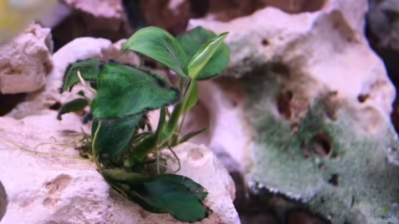 Pflanzen im Aquarium Becken 7108 von Marco Vasev (11)