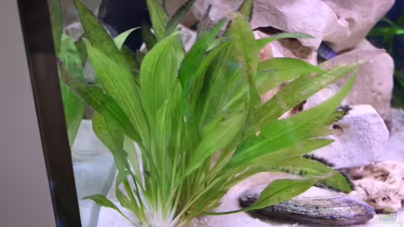 Pflanzen im Aquarium Becken 7108 von Marco Vasev (12)