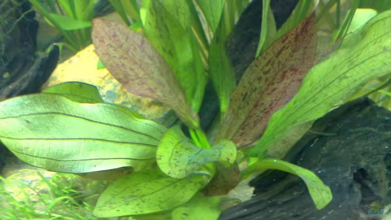 Pflanzen im Aquarium Becken 7120 von Thomas Oetjen (11)