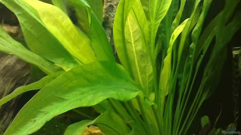 Pflanzen im Aquarium Becken 7120 von Thomas Oetjen (12)